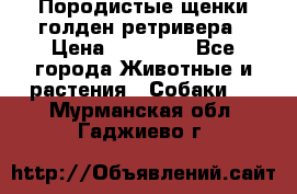 Породистые щенки голден ретривера › Цена ­ 25 000 - Все города Животные и растения » Собаки   . Мурманская обл.,Гаджиево г.